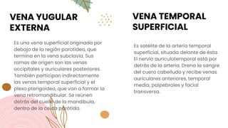 VENA YUGULAR
EXTERNA
Es una vena superficial originada por
debajo de la región parotídea, que
termina en la vena subclavia. Sus
ramas de origen son las venas
occipitales y auriculares posteriores.
También participan indirectamente
las venas temporal superficial y el
plexo pterigoideo, que van a formar la
vena retromandibular. Se reúnen
detrás del cuello de la mandíbula,
dentro de la celda parótida.
VENA TEMPORAL
SUPERFICIAL
Es satélite de la arteria temporal
superficial, situada delante de ésta.
El nervio auriculotemporal está por
detrás de la arteria. Drena la sangre
del cuero cabelludo y recibe venas
auriculares anteriores, temporal
media, palpebrales y facial
transversa.
 