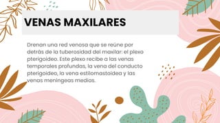 VENAS MAXILARES
Drenan una red venosa que se reúne por
detrás de la tuberosidad del maxilar: el plexo
pterigoideo. Este plexo recibe a las venas
temporales profundas, la vena del conducto
pterigoideo, la vena estilomastoidea y las
venas meníngeas medias.
 