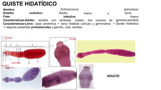 QUISTE HIDATÍDICO
Nombre: Echinococcus
Adulto,
infectiva:
Estadio evolutivo:
Fase
Características-Adulto: escólex
huevo y
con ventosas, rostelo, dos coronas de
granulosus
larva.
Huevo
ganchos,estróbilo
> Quiste hidatidico
Características-Larva: capa adventicia + larva hidátide cutícula y germinativa
-> algunos presentan protoeescolex y gancho, cola, ventosa
ADULTO
 