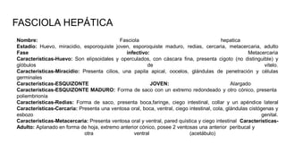 Nombre: Fasciola hepatica
Estadío: Huevo, miracidio, esporoquiste joven, esporoquiste maduro, redias, cercaria, metacercaria, adulto
Fase infectivo: Metacercaria
Características-Huevo: Son elipsoidales y operculados, con cáscara fina, presenta cigoto (no distinguible) y
glóbulos de vitelo.
Características-Miracidio: Presenta cilios, una papila apical, oocelos, glándulas de penetración y células
germinales
Características-ESQUIZONTE JOVEN: Alargado
Características-ESQUIZONTE MADURO: Forma de saco con un extremo redondeado y otro cónico, presenta
poliembrionía
Características-Redias: Forma de saco, presenta boca,faringe, ciego intestinal, collar y un apéndice lateral
Características-Cercaria: Presenta una ventosa oral, boca, ventral, ciego intestinal, cola, glándulas cistógenas y
esbozo genital.
Características-Metacercaria: Presenta ventosa oral y ventral, pared quística y ciego intestinal Características-
Adulto: Aplanado en forma de hoja, extremo anterior cónico, posee 2 ventosas una anterior peribucal y
otra ventral (acetábulo)
FASCIOLA HEPÁTICA
 