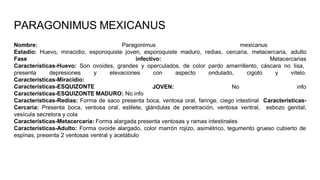 Nombre: Paragonimus mexicanus
Estadío: Huevo, miracidio, esporoquiste joven, esporoquiste maduro, redias, cercaria, metacercaria, adulto
Fase infectivo: Metacercarias
Características-Huevo: Son ovoides, grandes y operculados, de color pardo amarrillento, cáscara no lisa,
con aspecto ondulado, cigoto y vitelo.
JOVEN: No info
presenta depresiones y elevaciones
Características-Miracidio:
Características-ESQUIZONTE
Características-ESQUIZONTE MADURO: No info
Características-Redias: Forma de saco presenta boca, ventosa oral, faringe, ciego intestinal Características-
Cercaria: Presenta boca, ventosa oral, estilete, glándulas de penetración, ventosa ventral, esbozo genital,
vesícula secretora y cola
Características-Metacercaria: Forma alargada presenta ventosas y ramas intestinales
Características-Adulto: Forma ovoide alargado, color marrón rojizo, asimétrico, tegumento grueso cubierto de
espinas, presenta 2 ventosas ventral y acetábulo
PARAGONIMUS MEXICANUS
 