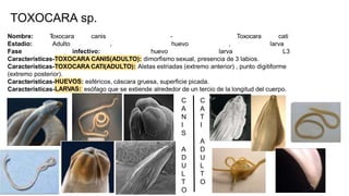 TOXOCARA sp.
- Toxocara
, huevo
Nombre:
Estadío:
Fase
T
oxocara canis
Adulto
infectivo: huevo
,
larva
cati
larva
L3
Características-TOXOCARA CANIS(ADULTO): dimorfismo sexual, presencia de 3 labios.
Características-TOXOCARA CATI(ADULTO): Aletas estriadas (extremo anterior) , punto digitiforme
(extremo posterior).
HUEVOS
Características-
Características-LARVAS:
: esféricos, cáscara gruesa, superficie picada.
esófago que se extiende alrededor de un tercio de la longitud del cuerpo.
C
A
N
I
S
A
D
U
L
T
O
C
A
T
I
A
D
U
L
T
O
 