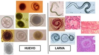 HUEVO LARVA
 