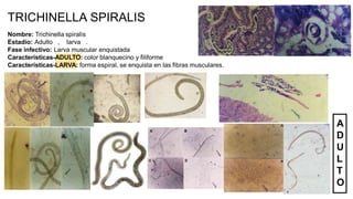 TRICHINELLA SPIRALIS
Nombre: Trichinella spiralis
Estadío: Adulto , larva .
Fase infectivo: Larva muscular enquistada
Características-ADULTO: color blanquecino y filiforme
Características-LARVA: forma espiral, se enquista en las fibras musculares.
A
D
U
L
T
O
 