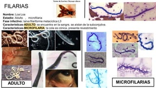 FILARIAS
Nombre: Loa Loa
Estadío: Adulto , microfilaria
Fase infectivo: larva filariforme metacíclica L3
Características-ADULTO: se encuentra en la sangre, se aíslan de la subconjutiva.
Características-MICROFILARIA: la cola es cónica, presenta revestimiento
ADULTO MICROFILARIAS
 