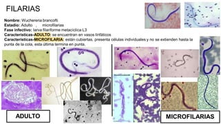 Nombre: Wuchereria brancofti
Estadío: Adulto , microfilarias
Fase infectivo: larva filariforme metacíclica L3
Características-ADULTO: se encuentran en vasos linfáticos
Características-MICROFILARIA: están cubiertas, presenta células individuales y no se extienden hasta la
punta de la cola, esta última termina en punta.
FILARIAS
ADULTO MICROFILARIAS
 