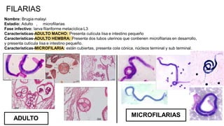 Nombre: Brugia malayi
Estadío: Adulto , microfilarias
Fase infectivo: larva filariforme metacíclica L3
Características-ADULTO MACHO: Presenta cutícula lisa e intestino pequeño
Características-ADULTO HEMBRA: Presenta dos tubos uterinos que contienen microfilarias en desarrollo,
y presenta cutícula lisa e intestino pequeño.
Características-MICROFILARIA: están cubiertas, presenta cola cónica, núcleos terminal y sub terminal.
FILARIAS
ADULTO
MICROFILARIAS
 