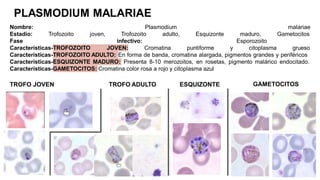 PLASMODIUM MALARIAE
malariae
Gametocitos
Nombre:
Estadío:
Fase
Plasmodium
Trofozoito adulto,
infectivo:
Trofozoito joven, Esquizonte
Características-TROFOZOITO JOVEN: Cromatina puntiforme y
maduro,
Esporozoito
citoplasma grueso
Características-TROFOZOITO ADULTO: En forma de banda, cromatina alargada, pigmentos grandes y periféricos
Características-ESQUIZONTE MADURO: Presenta 8-10 merozoitos, en rosetas, pigmento malárico endocitado.
Características-GAMETOCITOS: Cromatina color rosa a rojo y citoplasma azul
TROFO JOVEN TROFO ADULTO ESQUIZONTE GAMETOCITOS
 