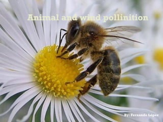 Animal and wind pollinition

By: Fernando López

 