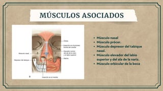 Musulo Procer Copia de Presentación Diapositivas Biología Cuerpo Humano Vintage ...