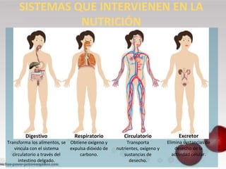 Digestivo
Transforma los alimentos, se
vincula con el sistema
circulatorio a través del
intestino delgado.
Respiratorio
Obtiene oxígeno y
expulsa dióxido de
carbono.
Circulatorio
Transporta
nutrientes, oxígeno y
sustancias de
desecho.
Excretor
Elimina sustancias de
desecho de la
actividad celular.
SISTEMAS QUE INTERVIENEN EN LA
NUTRICIÓN
 
