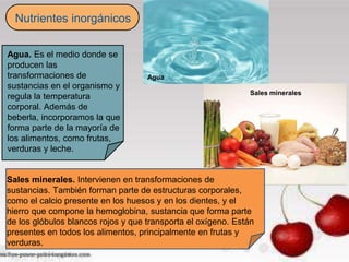 Nutrientes inorgánicos
Agua. Es el medio donde se
producen las
transformaciones de
sustancias en el organismo y
regula la temperatura
corporal. Además de
beberla, incorporamos la que
forma parte de la mayoría de
los alimentos, como frutas,
verduras y leche.
Sales minerales. Intervienen en transformaciones de
sustancias. También forman parte de estructuras corporales,
como el calcio presente en los huesos y en los dientes, y el
hierro que compone la hemoglobina, sustancia que forma parte
de los glóbulos blancos rojos y que transporta el oxígeno. Están
presentes en todos los alimentos, principalmente en frutas y
verduras.
Sales minerales
Agua
 