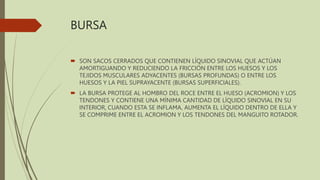 BURSA
 SON SACOS CERRADOS QUE CONTIENEN LÍQUIDO SINOVIAL QUE ACTÚAN
AMORTIGUANDO Y REDUCIENDO LA FRICCIÓN ENTRE LOS HUESOS Y LOS
TEJIDOS MUSCULARES ADYACENTES (BURSAS PROFUNDAS) O ENTRE LOS
HUESOS Y LA PIEL SUPRAYACENTE (BURSAS SUPERFICIALES).
 LA BURSA PROTEGE AL HOMBRO DEL ROCE ENTRE EL HUESO (ACROMION) Y LOS
TENDONES Y CONTIENE UNA MÍNIMA CANTIDAD DE LÍQUIDO SINOVIAL EN SU
INTERIOR, CUANDO ESTA SE INFLAMA, AUMENTA EL LÍQUIDO DENTRO DE ELLA Y
SE COMPRIME ENTRE EL ACROMION Y LOS TENDONES DEL MANGUITO ROTADOR.
 