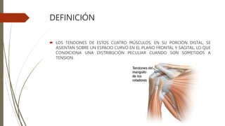 DEFINICIÓN
 LOS TENDONES DE ESTOS CUATRO MÚSCULOS, EN SU PORCIÓN DISTAL, SE
ASIENTAN SOBRE UN ESPACIO CURVO EN EL PLANO FRONTAL Y SAGITAL, LO QUE
CONDICIONA UNA DISTRIBUCIÓN PECULIAR CUANDO SON SOMETIDOS A
TENSION.
 