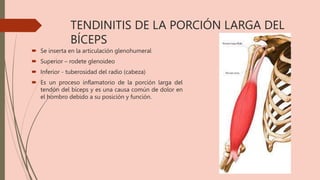 TENDINITIS DE LA PORCIÓN LARGA DEL
BÍCEPS
 Se inserta en la articulación glenohumeral
 Superior – rodete glenoideo
 Inferior - tuberosidad del radio (cabeza)
 Es un proceso inflamatorio de la porción larga del
tendón del bíceps y es una causa común de dolor en
el hombro debido a su posición y función.
 