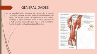 GENERALIDADES
 La vascularización proviene de ramas de la arteria
circunfleja humeral anterior y la inervación la realiza el
nervio del bíceps (rama del nervio musculocutáneo),
teniendo la peculiaridad de tener el tercio proximal de
la PLB una rica inervación, por ello, es una importante
fuente de dolor en la patología del hombro.
 