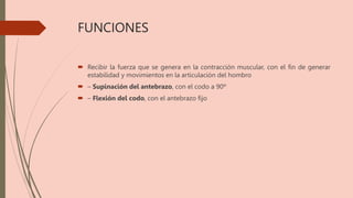 FUNCIONES
 Recibir la fuerza que se genera en la contracción muscular, con el fin de generar
estabilidad y movimientos en la articulación del hombro
 – Supinación del antebrazo, con el codo a 90º
 – Flexión del codo, con el antebrazo fijo
 