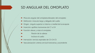 SD ANGULAR DEL OMOPLATO
 Músculo angular del omóplato/elevador del omoplato
 Definición: músculo largo y delgado del cuello
 Origen : ángulo superior e interno o medial de la escapula
 Inserción: apófisis transversas de C1 a C4
 Función: elevar y rotar el omóplato
 Flexión de la cabeza
 Inclinar el cuello
 Inervación: nervios espinales de C3-C4-C5
 Vascularización: arteria cervical transversa y ascendente
 