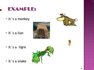 It´s a monkey It´s a lion It´s a  tigre  It´s a snake  
