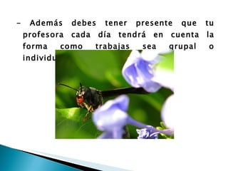 - Además debes tener presente que tu profesora cada día tendrá en cuenta la forma como trabajas sea grupal o individual. 