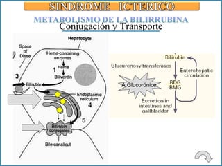 Conjugación y Transporte A.Glucorónico 
