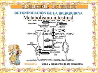 Criação Ria Slides DETOXIFICACIÓN DE LA BILIRRUBINA Bilirrubina   Mono y digucorónido de bilirrubina Metabolismo intestinal  