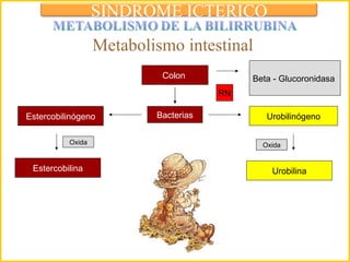 Colon  Bacterias Estercobilinógeno Estercobilina Urobilinógeno Oxida Urobilina Beta - Glucoronidasa  RN Metabolismo intestinal  Oxida SINDROME ICTERICO 