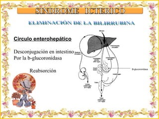 Criação Ria Slides Circulo enterohepático Desconjugación en intestino  Por la b-glucoronidasa Reabsorción B-glucoronidasa ELIMINACIÓN DE LA BILIRRUBINA 