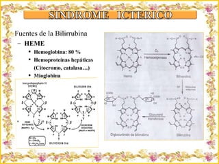 Criação Ria Slides Fuentes de la Bilirrubina HEME Hemoglobina: 80 % Hemoproteínas hepáticas (Citocromo, catalasa…) Mioglobina 