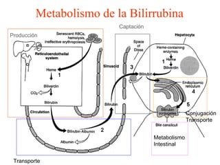Metabolismo de la Bilirrubina   Producción Transporte Captación   Conjugación  Transporte Metabolismo Intestinal 