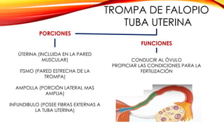 Copia De SISTEMA REPRODUCTOR FEMENINO pptx