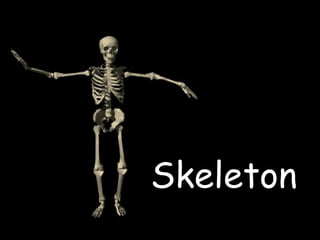 Skeleton
 