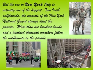 But the one in New York City is
actually one of the biggest. Two Irish
wolfhounds, the mascots of the New York
National Guard always start the
parade. More than one hundred bands
and a hundred thousand marchers follow
the wolfhounds in the parade.
 