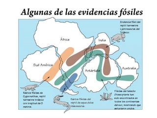 Paleoclimas (climas antiguos)El encaje de los continentesActualmente se sabe que una aproximación mucho mejor que el límite externo de los continentes es la plataforma continental (continuación de los continentes unos cuantos centenares de metros por debajo del nivel del mar, desconocida en la época en que vivió Wegener)