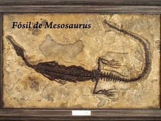 Estos dibujos ilustran varias explicaciones para la aparición de especies similares en masas de tierra que en la actualidad están separadas por un enorme océano. Abajo a la derecha, la explicación de Wegener.