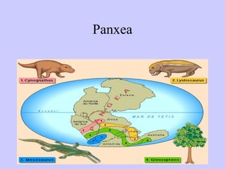 Panxea 