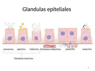 Copia de TEJIDOooooo EPITELIAL 2019..pptx
