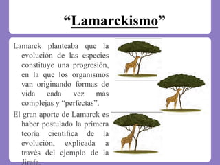 “Lamarckismo”
Lamarck planteaba que la
evolución de las especies
constituye una progresión,
en la que los organismos
van originando formas de
vida cada vez más
complejas y “perfectas”.
El gran aporte de Lamarck es
haber postulado la primera
teoría científica de la
evolución, explicada a
través del ejemplo de la
Jirafa.
 