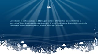 “
La incubación de los huevos se da en 60 días, pero como es la temperatura la que determinará la
velocidad de desarrollo de los embriones, el momento de eclosión puede variar. Básicamente, cuanto más
caliente esté la arena alrededor del nido, antes se desarrollará el embrión.
5
 