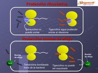 Protección ribosómica Tetraciclina no puede unirse Tetraciclina bombeada fuera de la bacteria Tigeciclina sigue pudiendo unirse al ribosoma Tigeciclina no puede ser expulsada Protección bomba de eflujo Bomba de eflujo Tet M Tet M Tet K Tet K Bomba de eflujo 