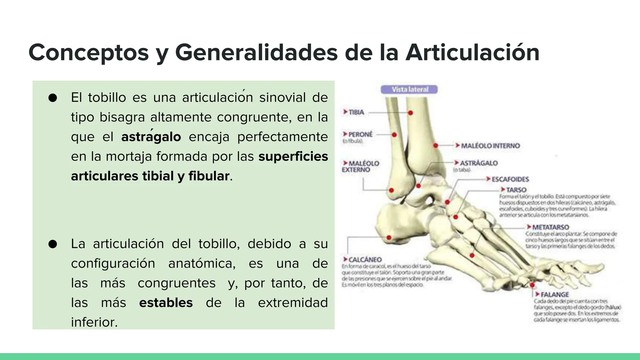 Generalidades Tibia Descripción anatómica de la articulación delTOBILLO.pptx