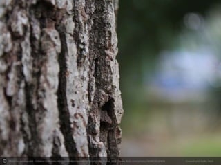 Photo by pierpagodot - Creative Commons Attribution-NonCommercial-ShareAlike License http://www.flickr.com/photos/26480381@N08

Created with Haiku Deck

 