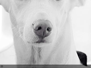 Photo by dayangchi - Creative Commons Attribution-NonCommercial-ShareAlike License http://www.flickr.com/photos/47838237@N00

Created with Haiku Deck

 