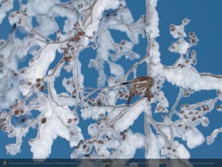 Photo by Sami Farin - Creative Commons Attribution-NonCommercial-ShareAlike License http://www.flickr.com/photos/40873936@N08

Created with Haiku Deck

 