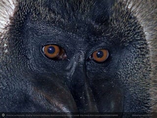 Photo by Leo Reynolds - Creative Commons Attribution-NonCommercial-ShareAlike License http://www.flickr.com/photos/49968232@N00

Created with Haiku Deck

 