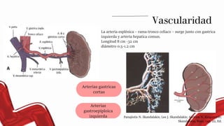 La arteria esplénica – rama tronco celíaco – surge junto con gastrica
izquierda y arteria hepatica comun.
Longitud 8 cm -32 cm
diámetro 0.5-1.2 cm
Vascularidad
Arterias gastricas
cortas
Arterias
gastroepiploica
izquierda Panajiotis N. Skandalakis; Lee J. Skandalakis; Andrew N. Kingsnorth;
Skandalakis, Bazo, cap. 22, Ed.
 