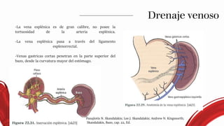 -La vena esplénica es de gran calibre, no posee la
tortuosidad de la arteria esplénica.
-La vena esplénica pasa a través del ligamento
esplenorrectal.
-Venas gastricas cortas penetran en la parte superior del
bazo, desde la curvatura mayor del estómago.
Drenaje venoso
Panajiotis N. Skandalakis; Lee J. Skandalakis; Andrew N. Kingsnorth;
Skandalakis, Bazo, cap. 22, Ed.
 
