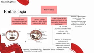 Embriologia
Trauma Esplénico
Mesodermo
Protuberancia
mesenquimatosa del
mesogastrio dorsal
Produce celulas
blancas y rojas al 4to
mes de vida fetal.
El lado izquierdo del
mesogastrio dorsal da
lugar a los ligamentos
esplénicos
Los lóbulos
esplénicos se forman
en torno a las
arterias centrales
Además, se produce una
acumulación de
linfocitos, monocitos y
macrófagos durante el
segundo trimestre
En torno a la semana 13,
emergen células B que
expresan
inmunoglobulinas en su
superficie, y células T
formadoras de rosetas de
eritrocitos.
Panajiotis N. Skandalakis; Lee J. Skandalakis; Andrew N. Kingsnorth;
Skandalakis, Bazo, cap. 22, Ed.
 