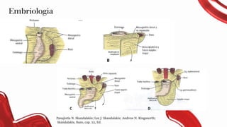Embriologia
Panajiotis N. Skandalakis; Lee J. Skandalakis; Andrew N. Kingsnorth;
Skandalakis, Bazo, cap. 22, Ed.
 
