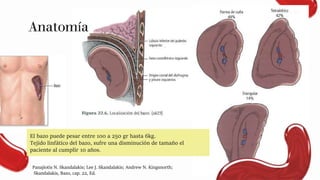 Anatomía
El bazo puede pesar entre 100 a 250 gr hasta 6kg.
Tejido linfático del bazo, sufre una disminución de tamaño el
paciente al cumplir 10 años.
Panajiotis N. Skandalakis; Lee J. Skandalakis; Andrew N. Kingsnorth;
Skandalakis, Bazo, cap. 22, Ed.
 